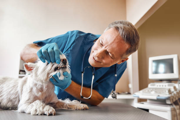 Best Emergency Dental Surgery in Murphy, TX
